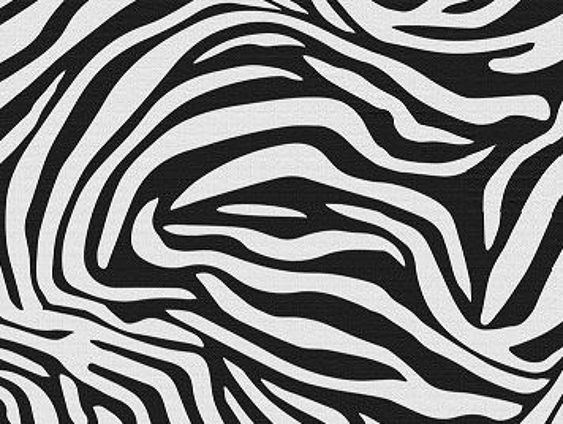 Wild Zebra